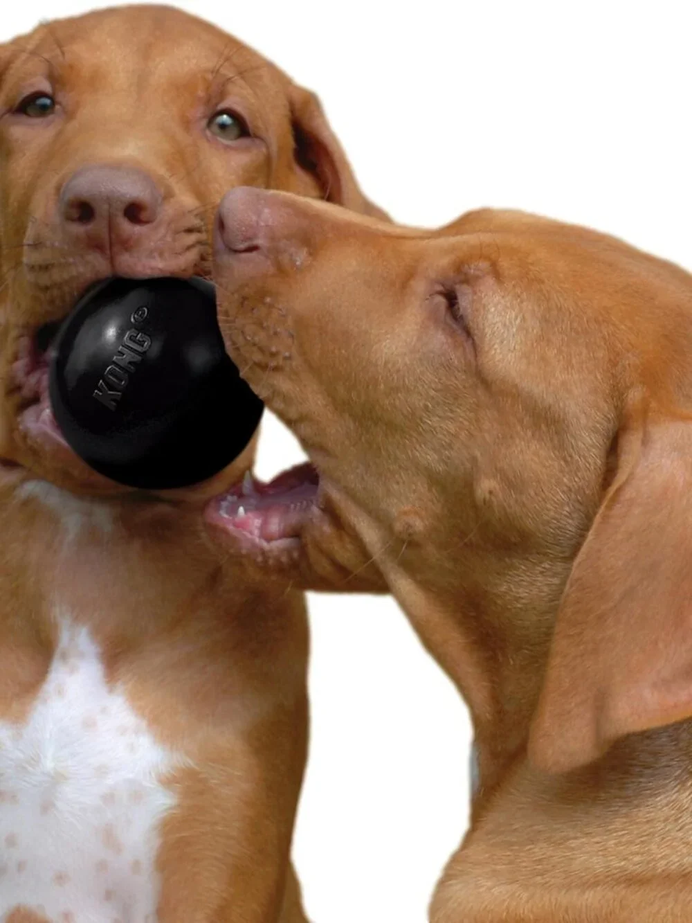 KONG Extreme Ball with Hole Dog Fetch Toy M/L Durable Natural Rubber Black